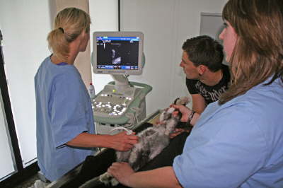 Röntgen- und Ultraschalluntersuchungen bei Kleintieren